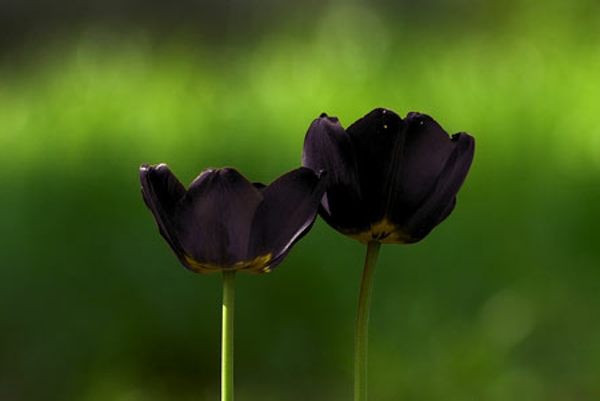 De dos bella-negro-tulipán